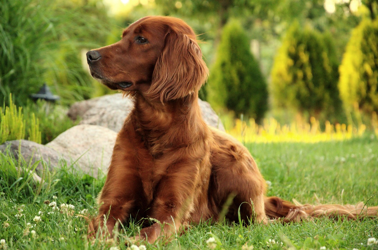 揭秘四月最新犬种繁殖资讯，犬界新动态一网打尽