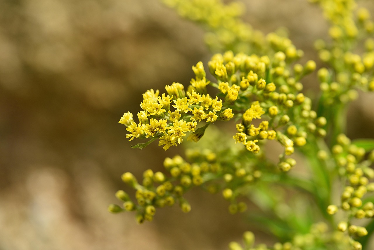 五月与八月金桂花树价格探析，季节影响下的价格差异解析